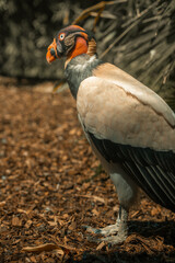 King Vulture in a zoo enclosure, large exotic tropical bird of prey, colourful big birds large wings and feathers