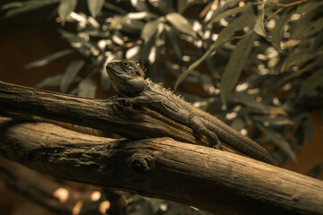 Dark lizard in a forest setting, nature reptile photography Iguana, bearded dragon, pet lizards, jungle animals