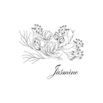 monoline vector illustration jasmine flower sketch. isolated white background.