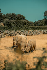 Family of rhinos in a zoo, African mammals, young and adult rhinoceros feeding endangered species safari animals © Adam Rhodes