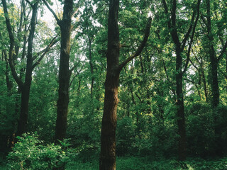 trees in the forest