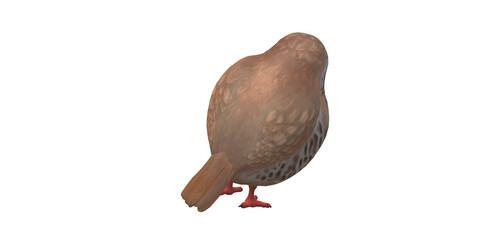 Partridge Bird isolated on a Transparent Background