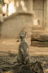 Fototapeta premium Meerkat sitting on a log, prairie dog small mammal in a zoo enclosure, wild animals safari meerkats