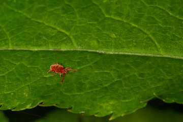 Close up macro Red velvet mite or Trombidiidae in natural environment
