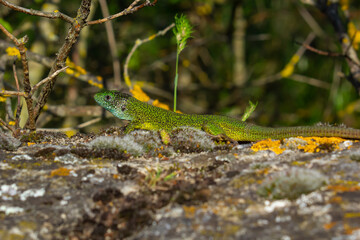 European green lizard Lacerta viridis emerging from the grass exposing its beautiful colors