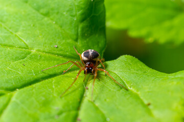 macro shot of Metellina spider on tip of green leaf, wildlife in natural environment