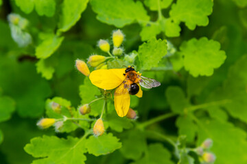 Celandine. Chelidonium family Poppy taxonomic name of the genus published by the Swedish taxonomist Karl Linney in the first volume of the work Species plantarum