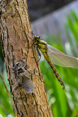 Larval dragonfly grey shell. Nymphal exuvia of Gomphus vulgatissimus. White filaments hanging out of exuvia are linings of tracheae. Exuviae, dried outer casing on blade of grass
