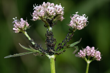 Close-up of the stem and flowers of a valerian plant (Valeriana officinalis) which has many black aphids tended by ants.