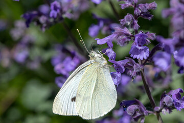 A Small white butterfly (Pieris rapae) on purple flowers.