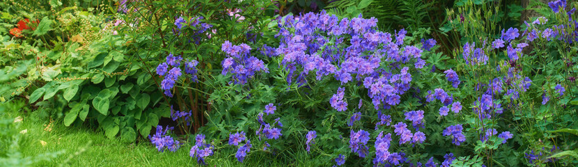 Garden, landscape with flowers and nature, green with growing grass and leaves, foliage and landscaping. Natural scene, botanical and gardening banner with meadow, rhododendron outdoor and Spring