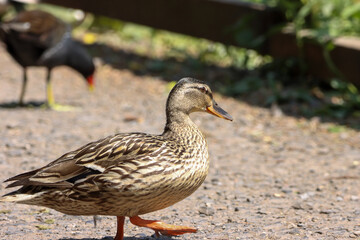 A beautiful animal portrait of a Duck on a bright sunny morning