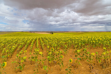 Fototapeta na wymiar Field of sunflowers in Spain