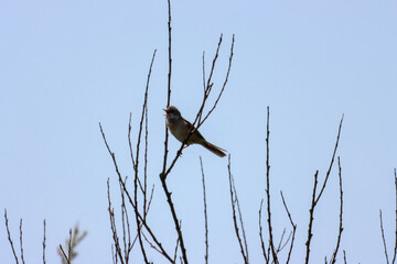 A beautiful animal portrait of a songbird perched on a tree