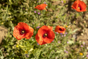 Delicate flowers with red petals. Wild flowers.
