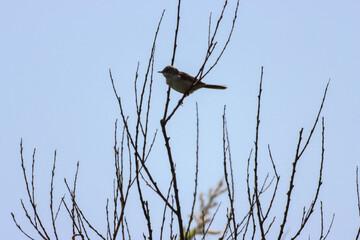 A beautiful animal portrait of a songbird perched on a tree