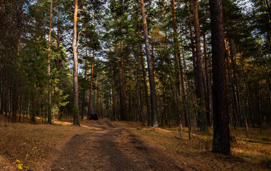 Scenic view of an evergreen pine forest with a country road through. Car on wet off-road in autumn.