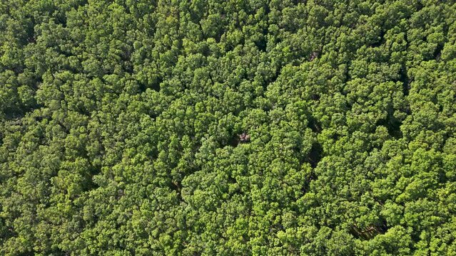 Top view of the dense forests on a sunny day, nature, vegetation, 4k