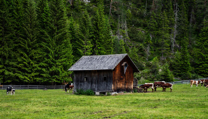 Obraz premium Cow farm in a mountain valley. Cows on mountain cow farm. Cow farm in mountains.