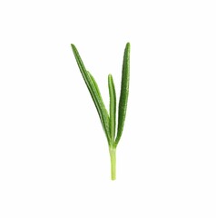Sprig of fresh rosemary isolated on white