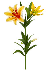Fototapeta na wymiar blooming lily flower, bud branch transparent background png