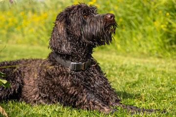 Chocolade brown Labradoodle dog sitting at attention in gras
