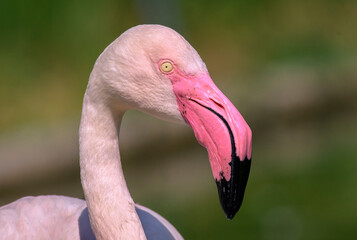 Fototapeta premium Portrait of a Flamingo in Nature