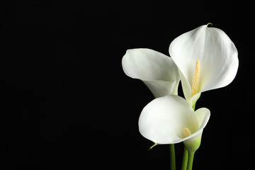 Naklejka na ściany i meble Beautiful calla lily flowers on black background. Space for text