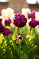 Beautiful colorful tulip growing in flower bed, closeup