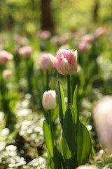 Beautiful pink tulips growing outdoors on sunny day
