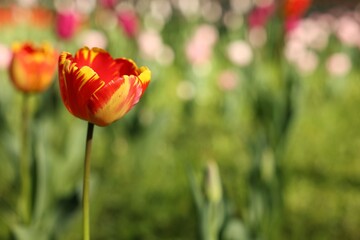 Obraz premium Beautiful bright tulip growing outdoors on sunny day, closeup. Space for text