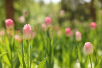 Fototapeta premium Beautiful pink tulips growing outdoors on sunny day, closeup. Space for text