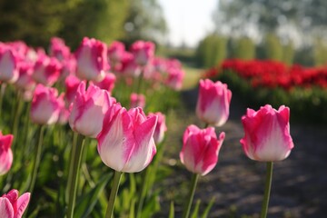 Beautiful pink tulip flowers growing in field on sunny day, closeup