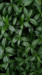 Green grass, leaves on a dark background. Small green leaves. Background, texture, macro