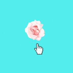 Pink roses flower and clicking finger on blue background- Creative nature concept-