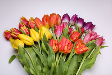 Beautiful colorful tulip flowers on white background, closeup
