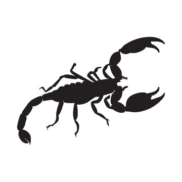 Scorpions Vector Silhouette Illustration, Black Color Scorpions King
