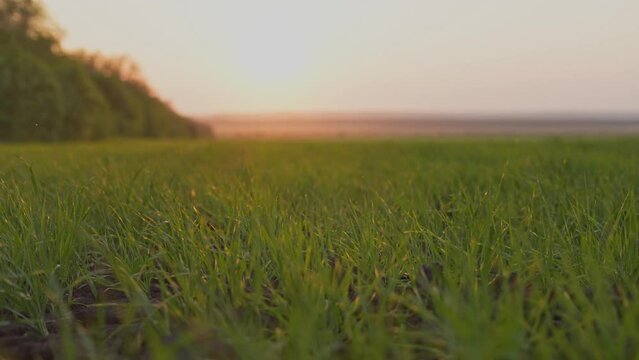 agricultural. farm green field of early wheat at sunset sunset sunlight motion. agriculture farm concept. green grass swaying in the wind beautiful green wheat sun field. subsistence farming business