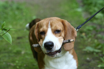 beagle dog close up portrait with stick on green grass background
