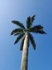 Obraz premium palm trees against blue sky