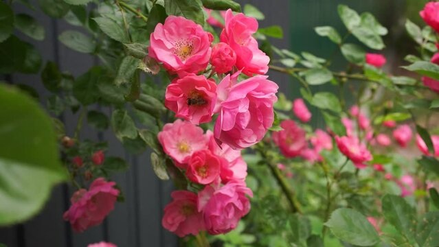 The branch of a weaving wild rose with pink flowers swings from the wind. Bee collects nectar. Roses in the garden. High quality 4k footage