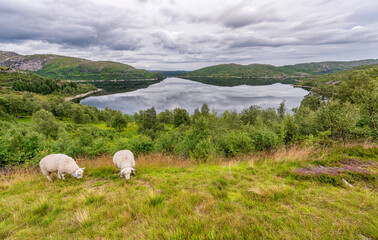 Sheep in Norway Landscape with Lake and Reflection. Cloudy Blue Sky.