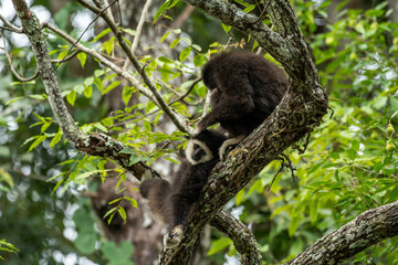 Gibbon sleeping on a tree