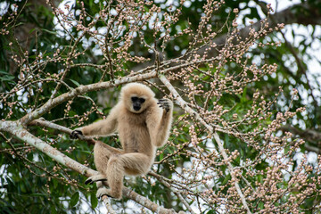 Hylobates lar