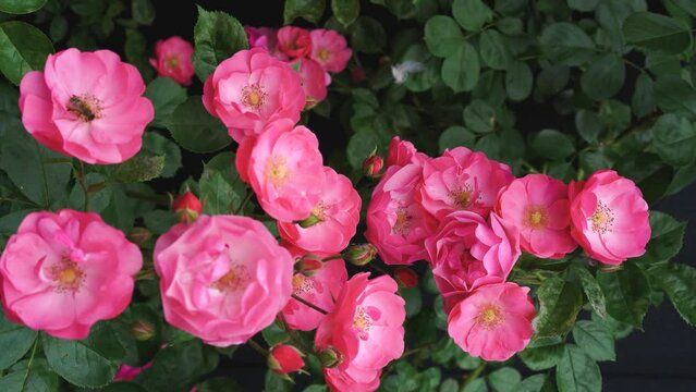 The branch of a weaving wild rose with pink flowers swings from the wind. Bee collects nectar. Roses in the garden. High quality 4k footage, vertical