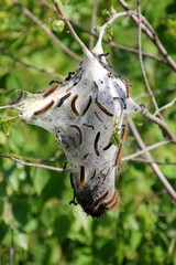Caterpillars of fruit ermine moth (Yponomeuta padellus) on a tree branch.Tree and leaf pests and diseases.