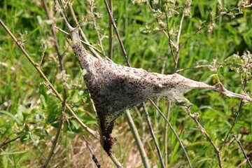 Caterpillars of fruit ermine moth (Yponomeuta padellus) on a tree branch.Tree and leaf pests and diseases.