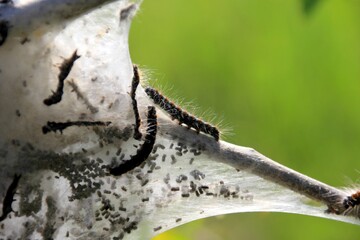 Caterpillars of fruit ermine moth (Yponomeuta padellus) on a tree branch.Tree and leaf pests and diseases.