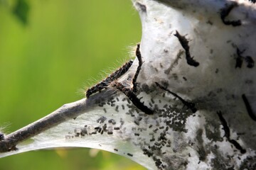 Caterpillars of fruit ermine moth (Yponomeuta padellus) on a tree branch.Tree and leaf pests and diseases.