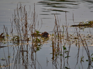 an albino Nutria is an invasive species in Europe